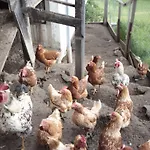 Alpenfarm Poschhof By Interhome Апартаменты Kaunerberg
