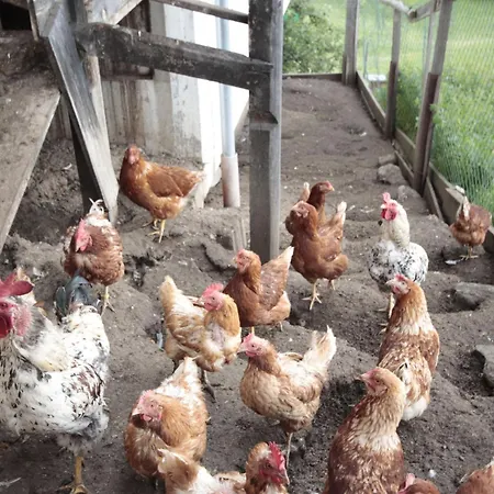 Alpenfarm Poschhof By Interhome Apartment Kaunerberg